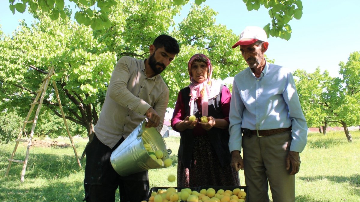 Iğdır'ın sembolü kayısıda hasat dönemi başladı