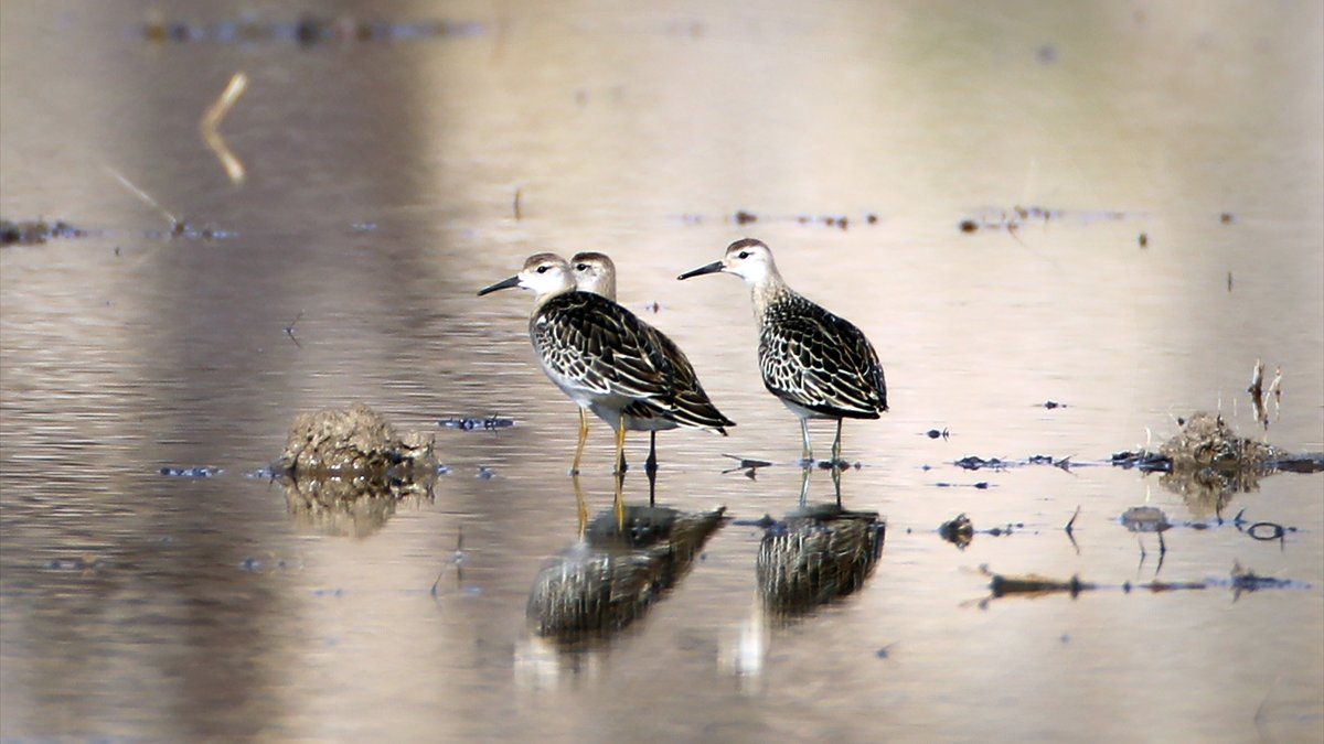 Iğdır'ın sulak alanları göçmen kuşlarla doldu