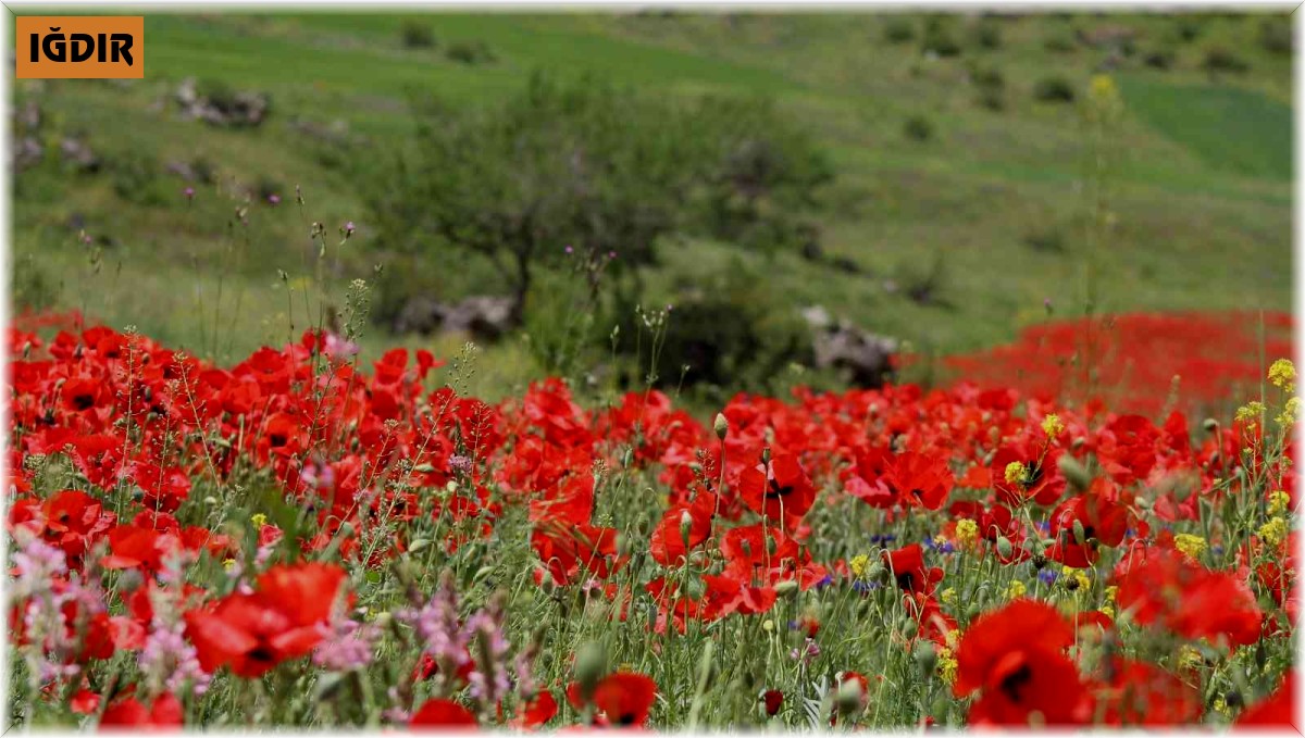 Iğdır'ın yüksek kesimlerinde bahar güzelliği