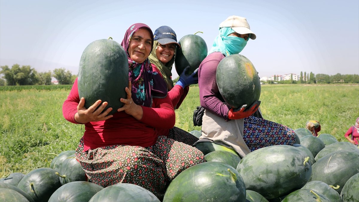 Iğdır karpuzunda rekolte beklentisi 25 bin tonun üzerinde