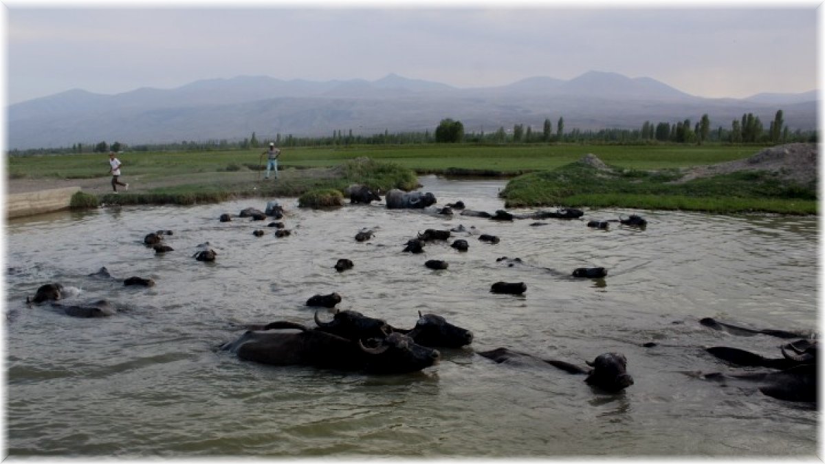 Iğdır Ovası’nda Afrika’yı aratmayan görüntüler
