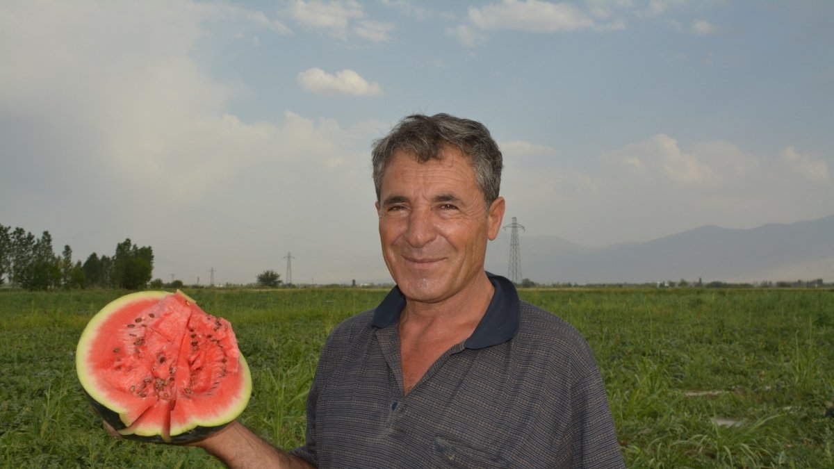 Iğdır Ovasında karpuz hasadı başladı
