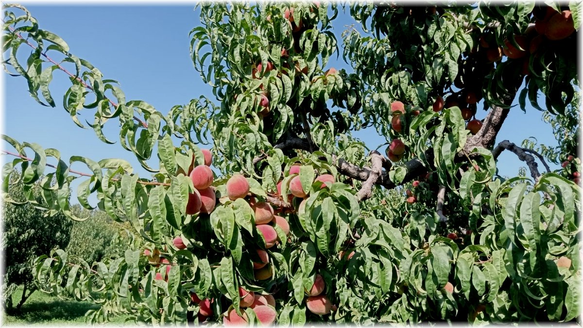 Iğdır şeftalisi sofralar için hasat edilmeye başlandı