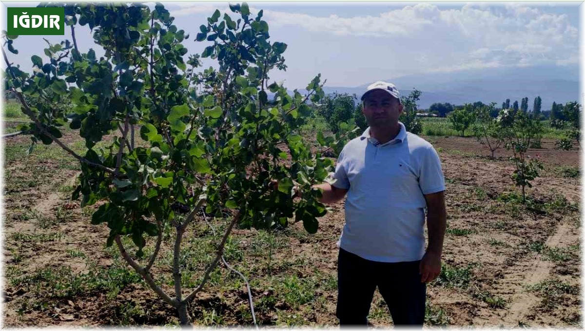 Iğdır Üniversitesi'nde Antep fıstığı parselinde bu yıl ilk hasat yapılacak