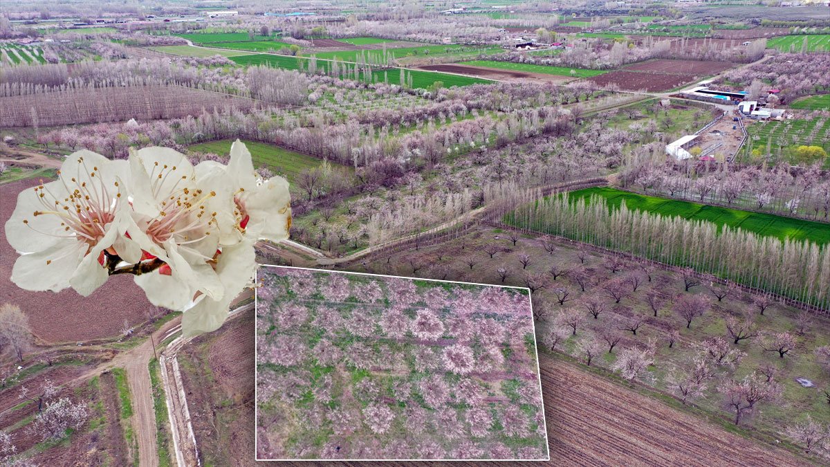 Iğdır’da kayısı ağaçları çiçek açtı, bahçeler beyaza büründü