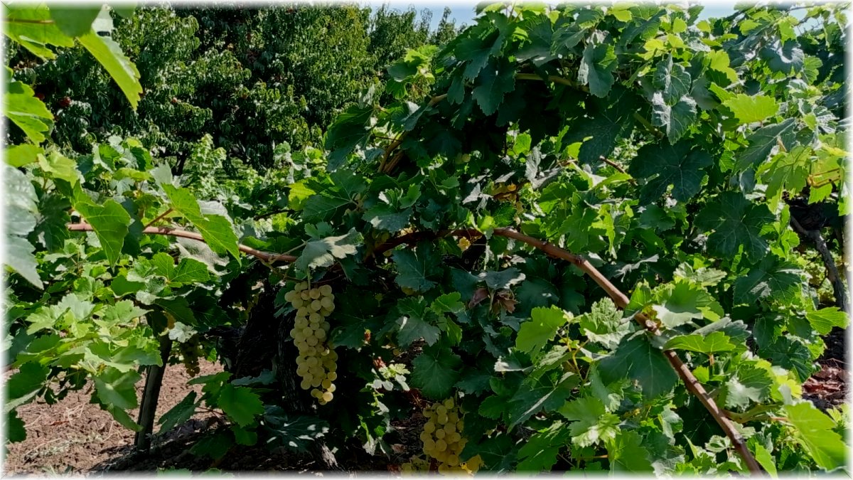 Iğdır’da üzüm hasadına sayılı günler kaldı