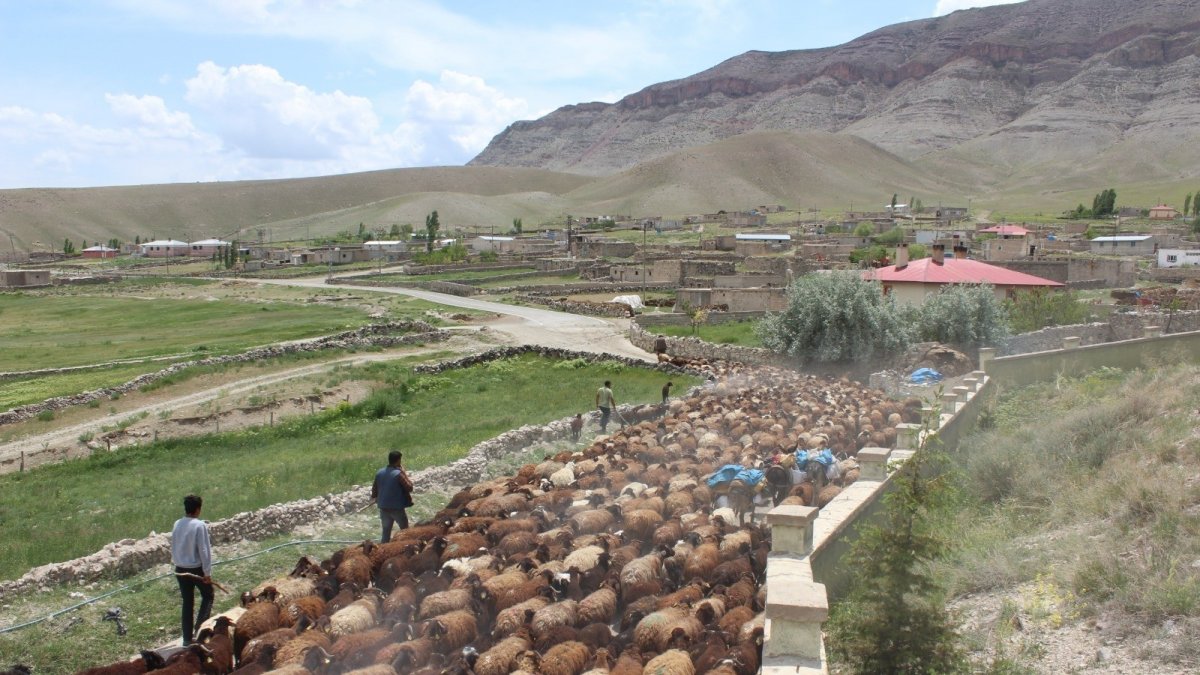 Iğdırlı besicilerin günler süren zorlu yayla yolculuğu başladı