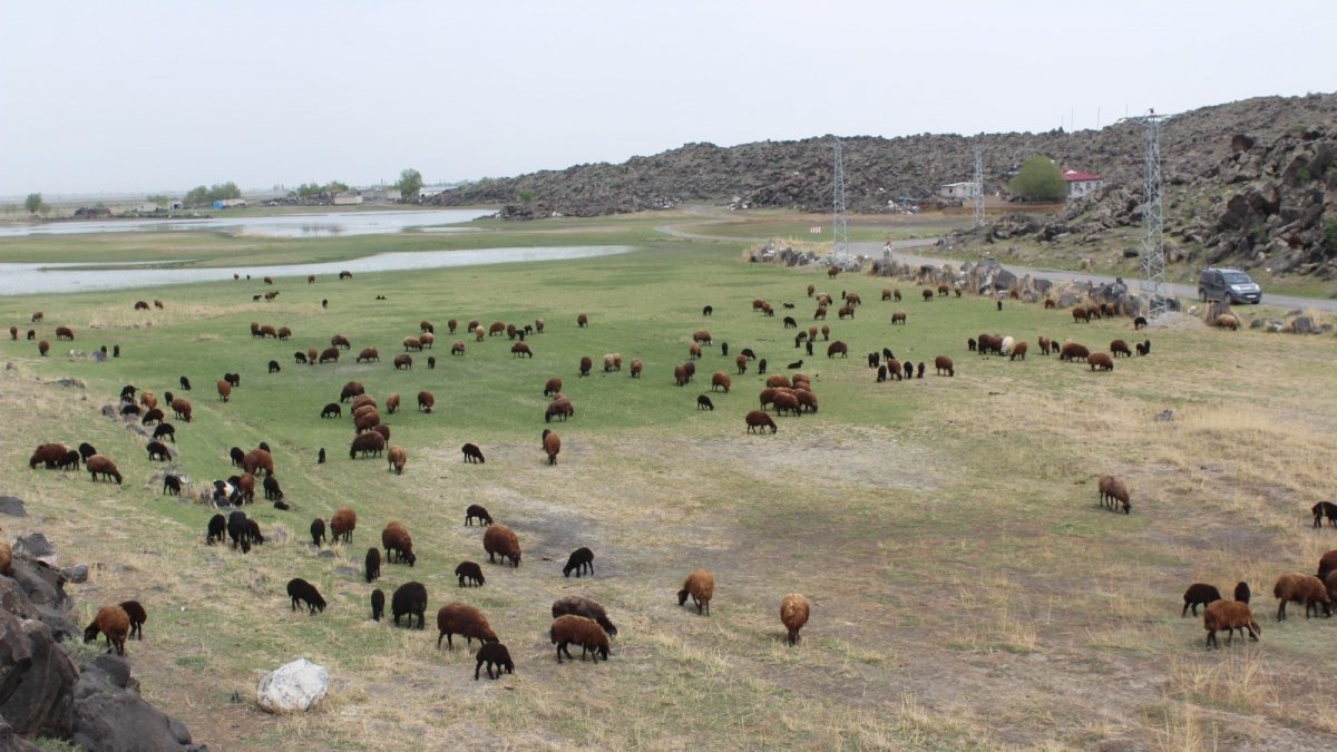 Iğdırlı besicilerin ilkbahar mesaisi başladı