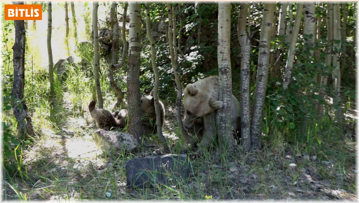 İHA muhabiri ayı saldırısından kıl payı kurtuldu