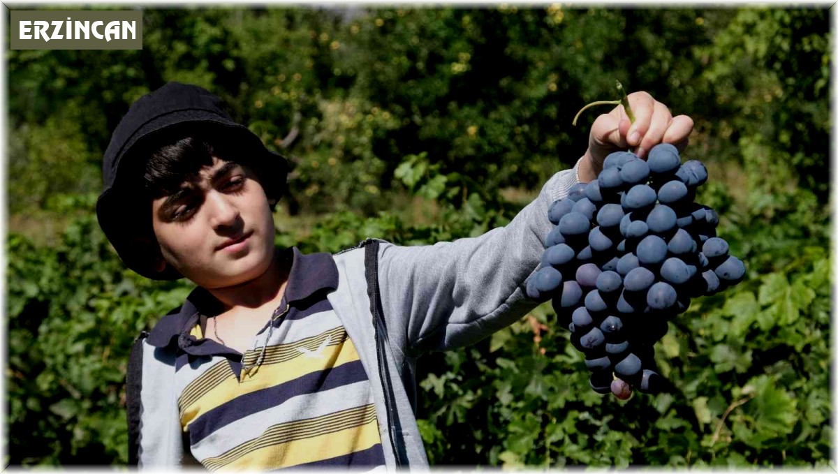 İki asırlık bağlarda tescilli Cimin üzümü hasadı devam ediyor