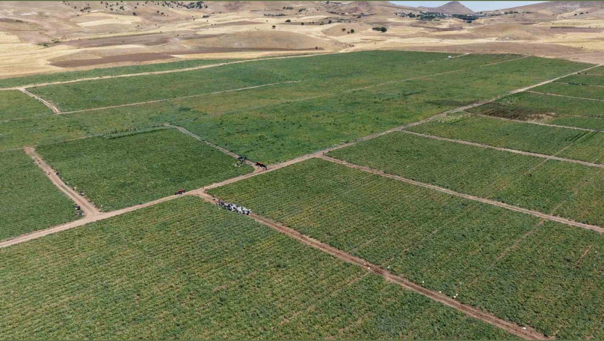 İki bin dönüme domates eken üretici: "Dışarıda 25 liraya alacağınıza tarladan 8 liraya alın"