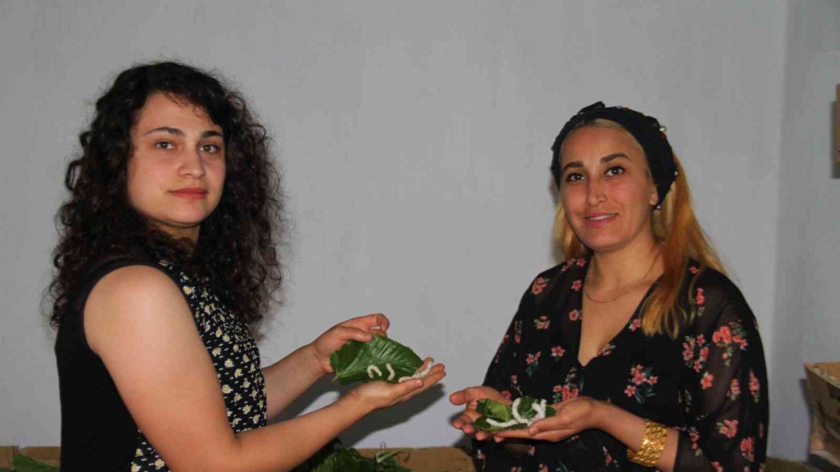 İki kadın arkadaş sırt sırta verdi ipek böcekçiliğine başladı, 45 günde 34 bin lira kazanacaklar