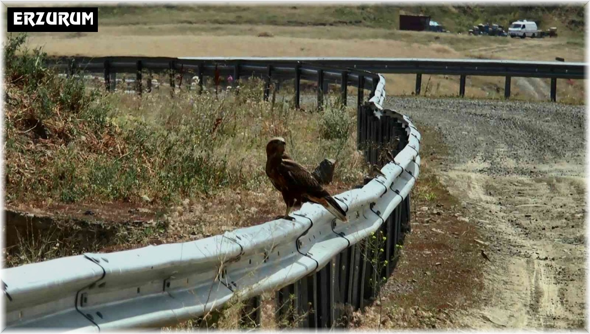 İki şahinin gökyüzündeki dansı kameralara yansıdı