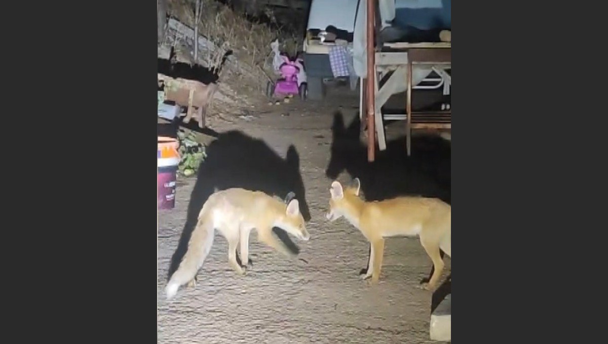 İki tilki akşamları bu evin misafiri