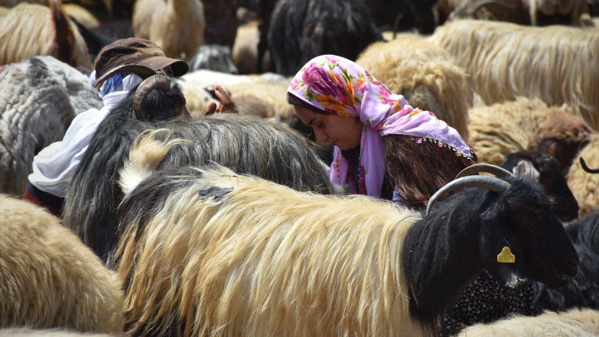 İki üniversite bitiren kadın, hayvancılıktaki başarısıyla hemcinslerine örnek oldu