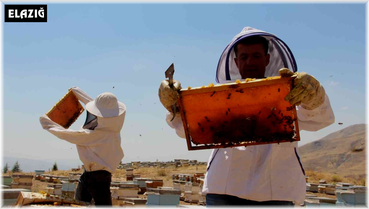 İklim değişikliği florayı etkiledi, arıcılar bu yıl da umduğunu bulamadı