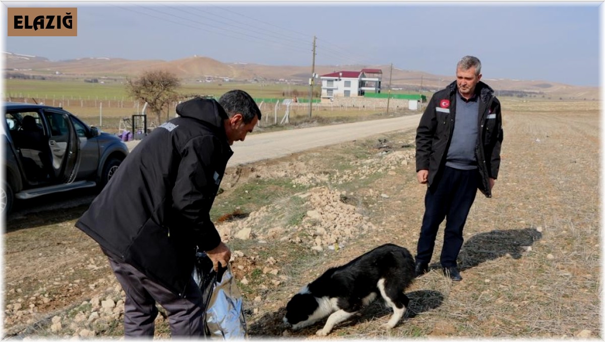 İl Özel İdaresi sokak hayvanlarını unutmadı