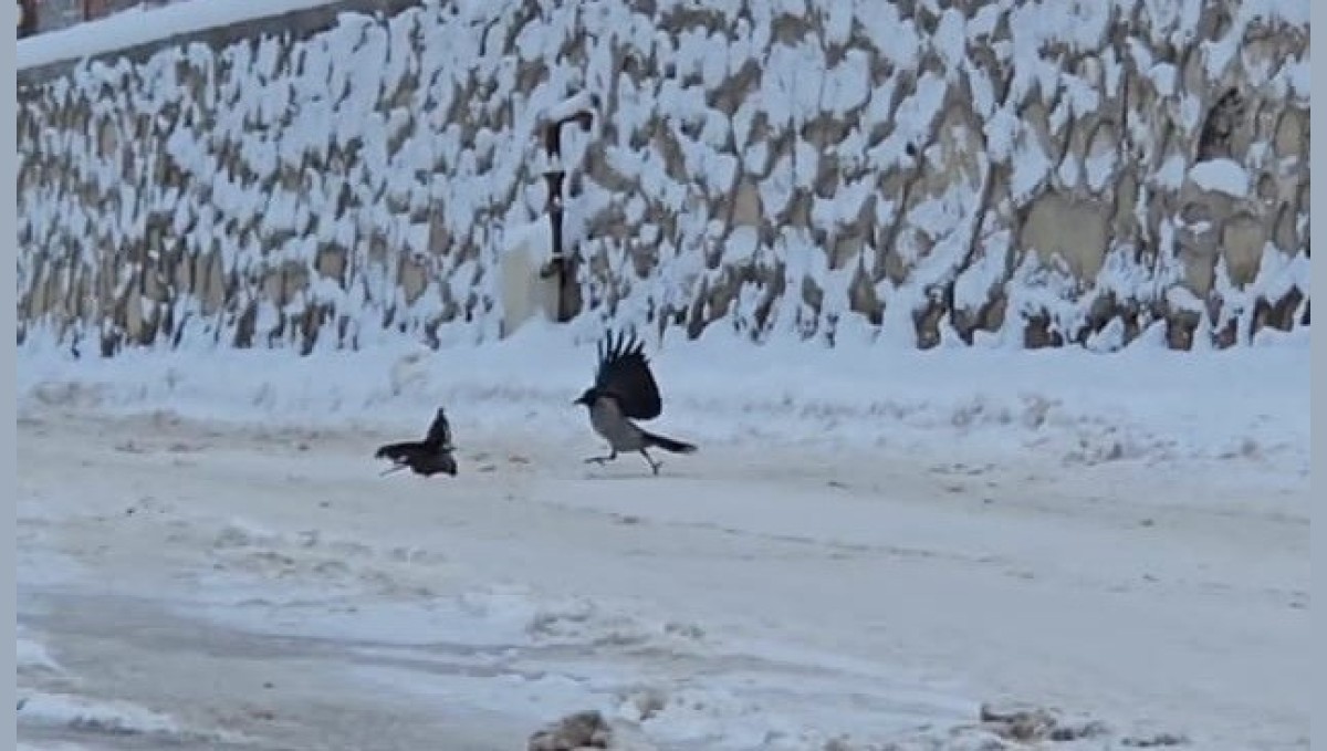 İlçe beyaza büründü, aç kalan kargalar sokaklara indi