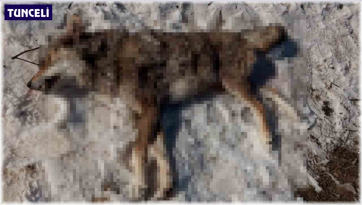 İlçeye inen kurdu çoban köpekleri boğdu