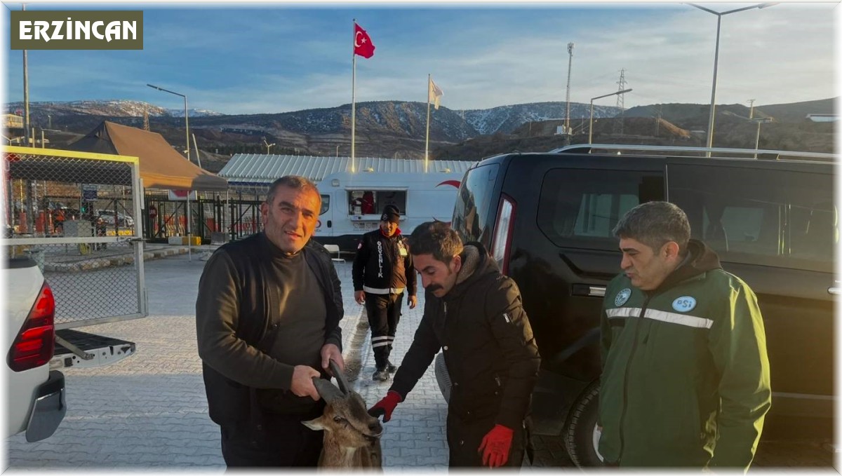 İliç'te yaralı dağ keçisi DKMP ekiplerine teslim edildi
