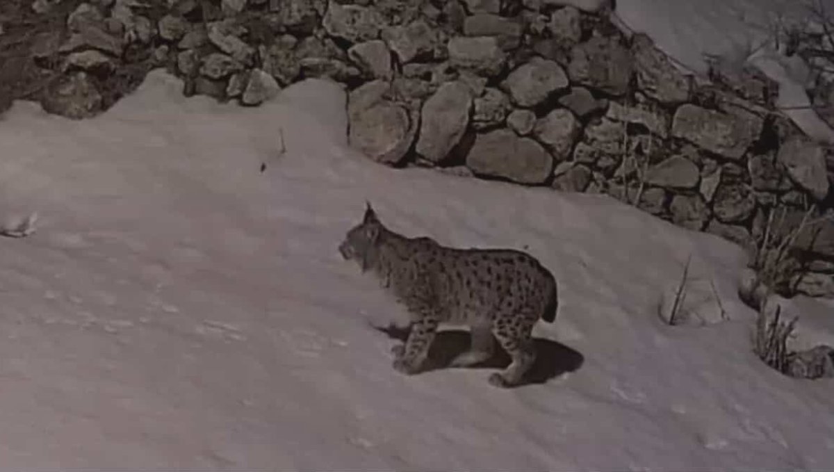 İliç’te köy yerleşim alanına inen vaşak kamerada