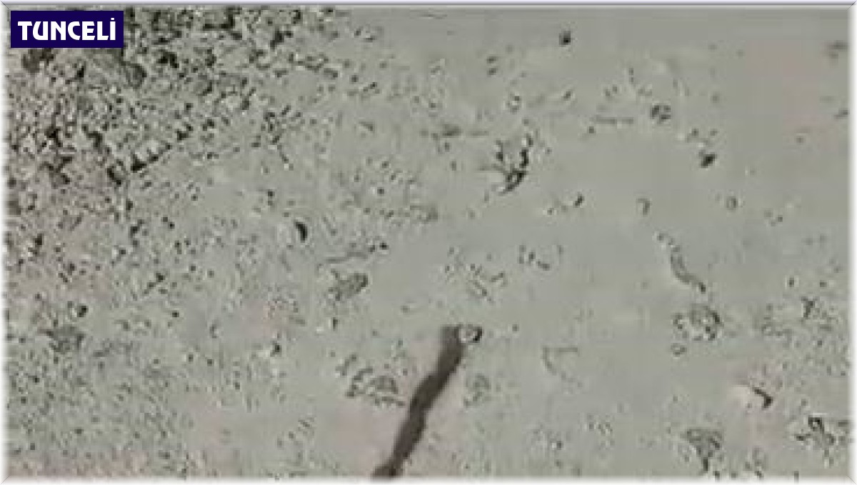 İlk görüşte yılan sandı, yaklaşınca gözlerine inanamadı