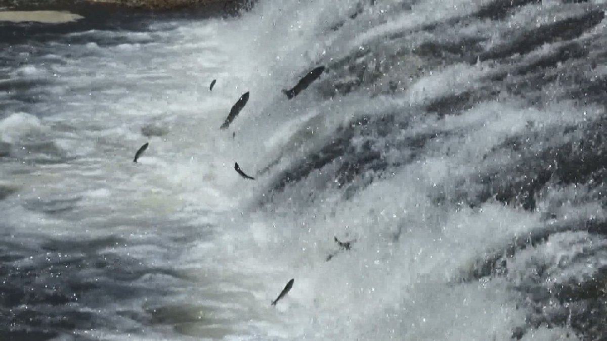 İnci kefali sazanlara uçmayı öğretti