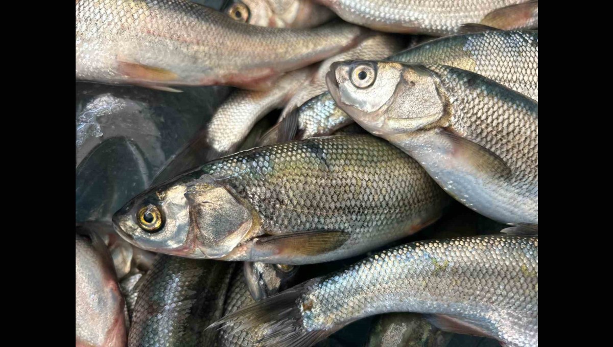 İnci kefali tezgâhlarda yerini aldı