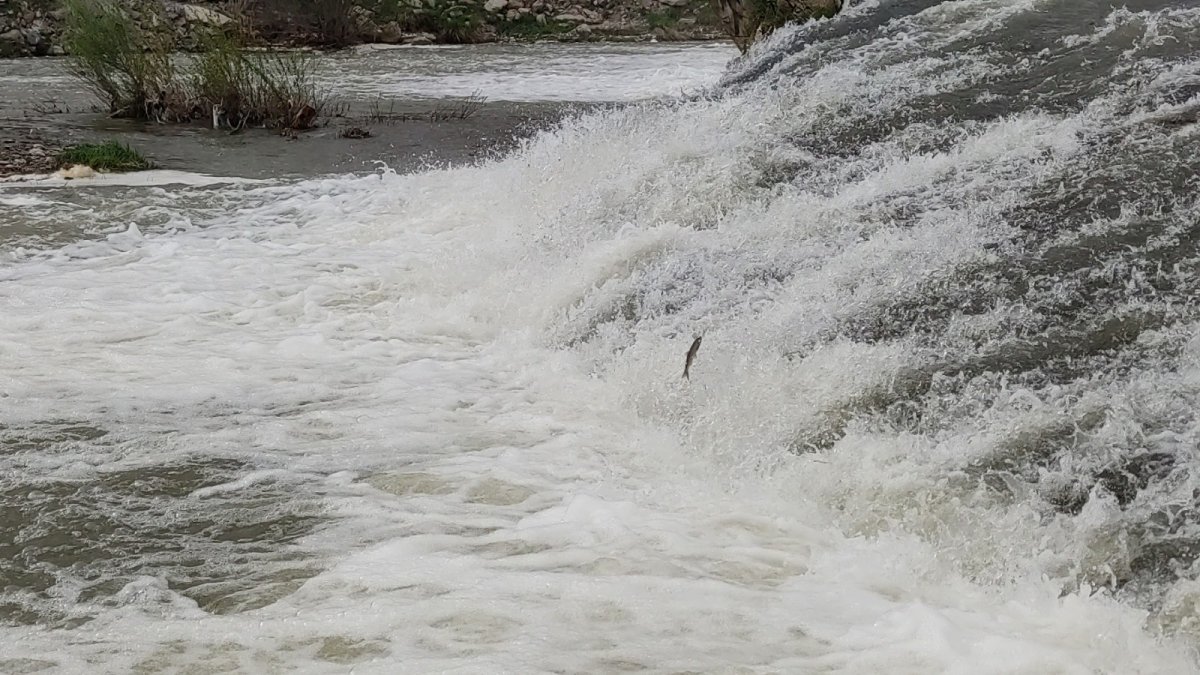 İnci kefalinin akıntıya karşı yolculuğu devam ediyor