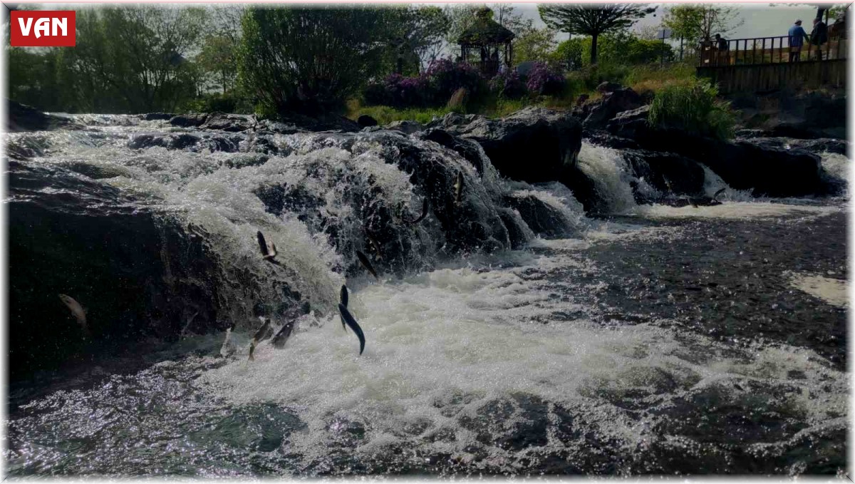 İnci kefalinin muhteşem yolculuğu