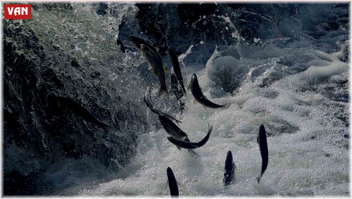 İnci kefalinin muhteşem yolculuğu başladı