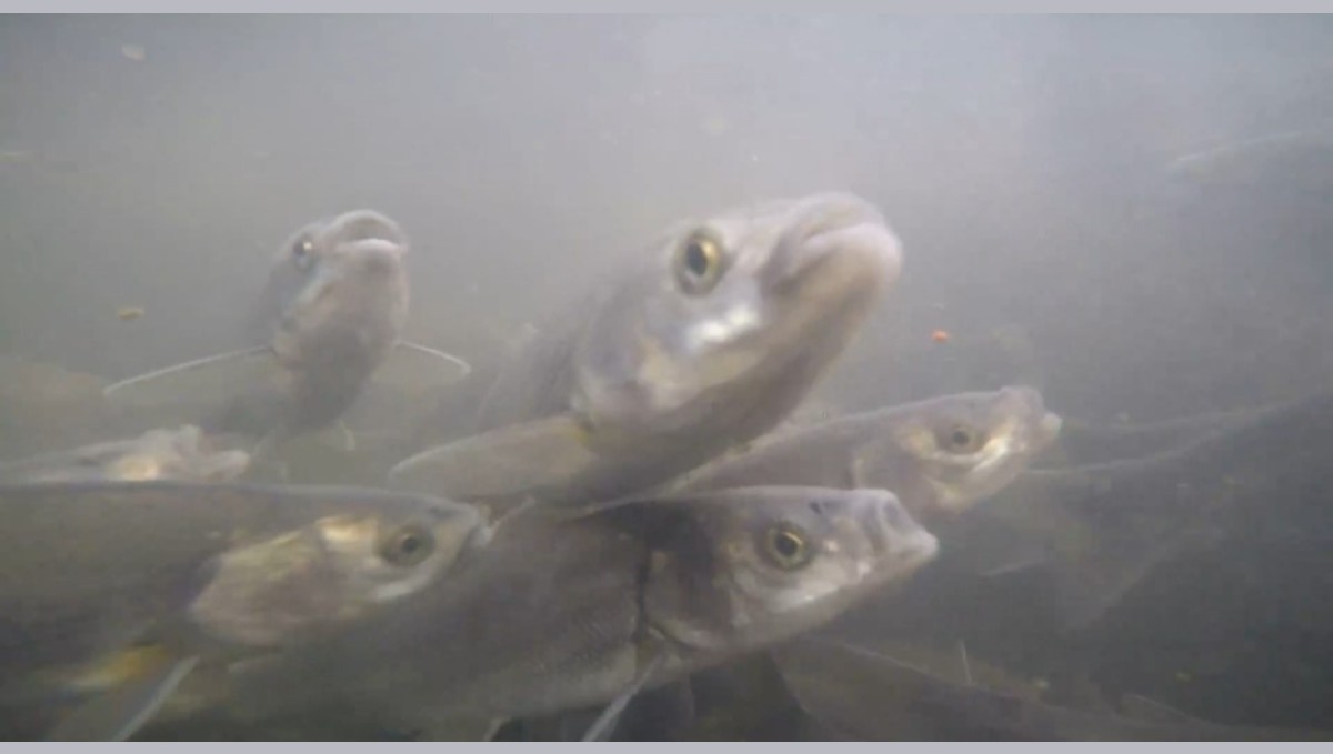 İnci kefalinin tersine göçü su altından görüntülendi