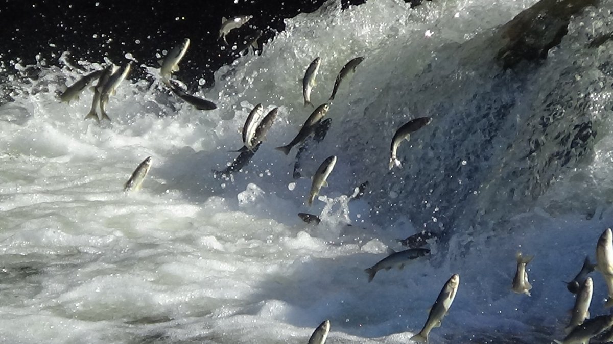 İnci kefalinin tersine yolculuğu büyülüyor
