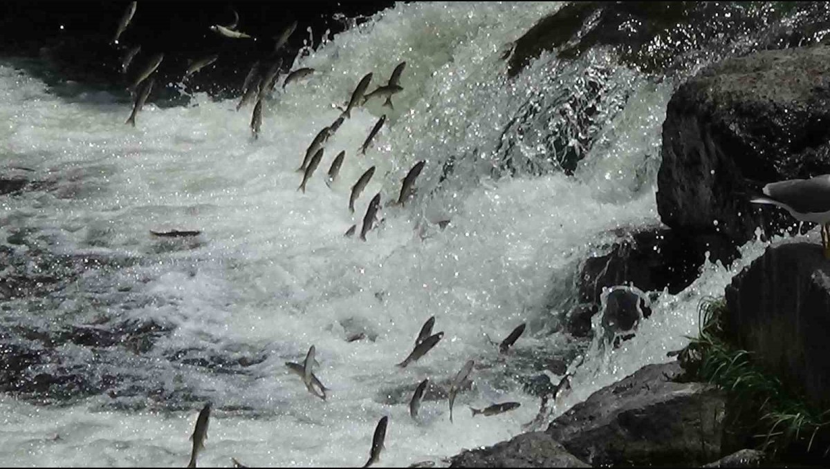 İnci kefalinin varoluş mücadelesi