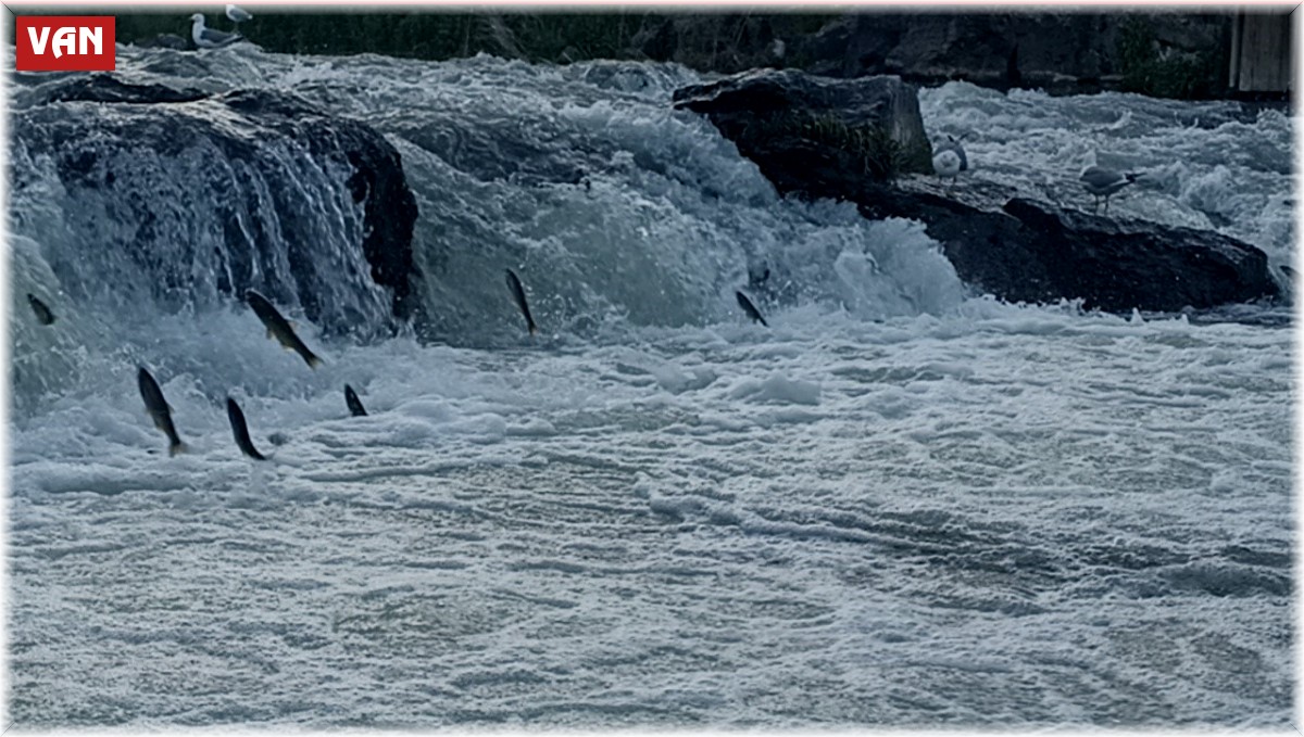 İnci kefalinin zorlu göçü başladı