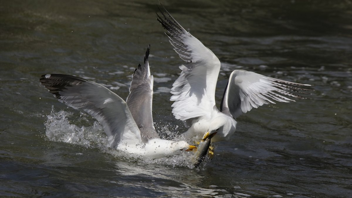 İnci kefalinin "zorlu yolculuğu" normalleşme süreciyle renklendi