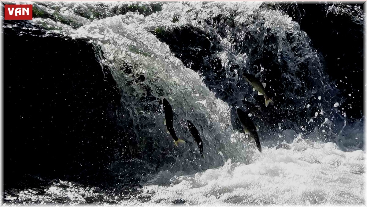 İnci kefallerini bekleyen zorlu yolculuk