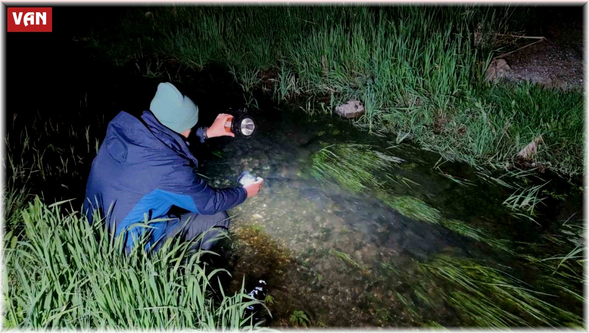 İnci kefallerinin eşsiz gece yolculuğu başladı