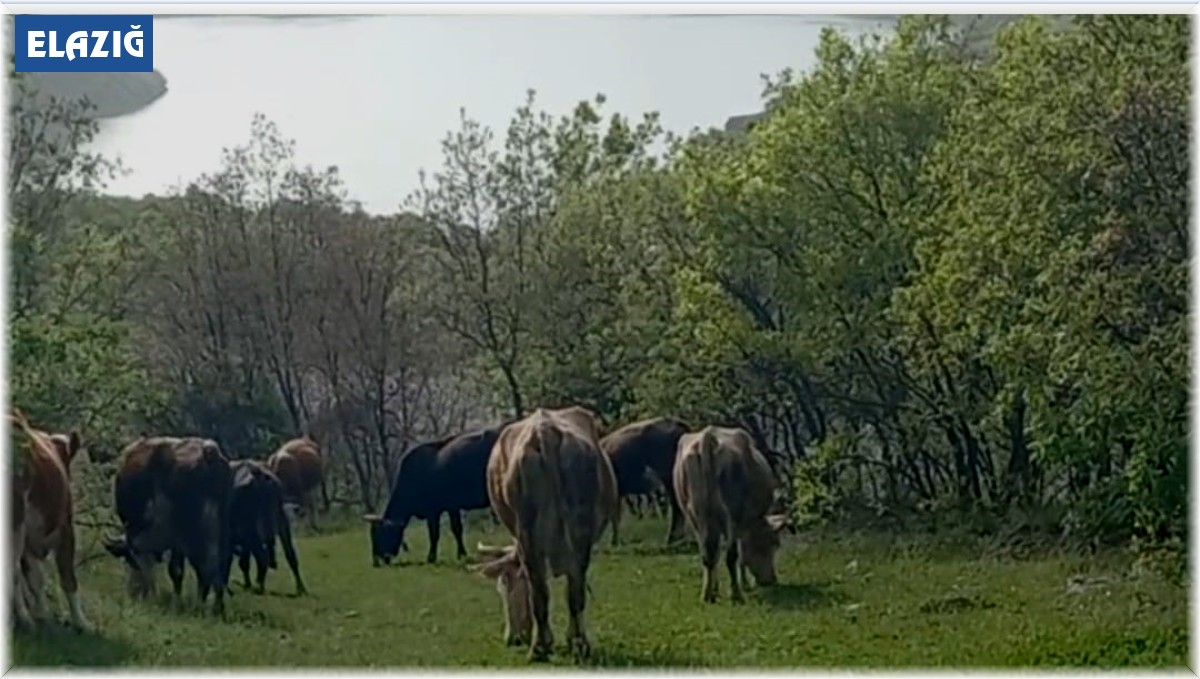 İneklerini otlatırken yılan soktu, hastaneye kaldırıldı
