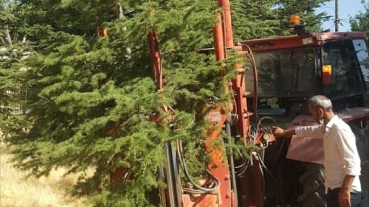 İnşaat alanındaki ağaçlar nakledildi