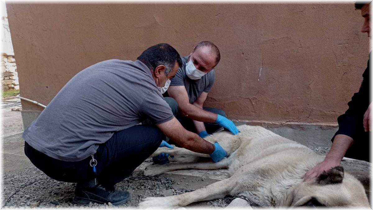 İnşaattan düşen köpeğin ayağı kırıldı