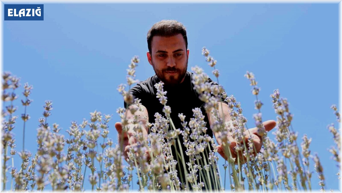 İnternette görüp bir hevesle başladılar, lavanta üreticisi oldular