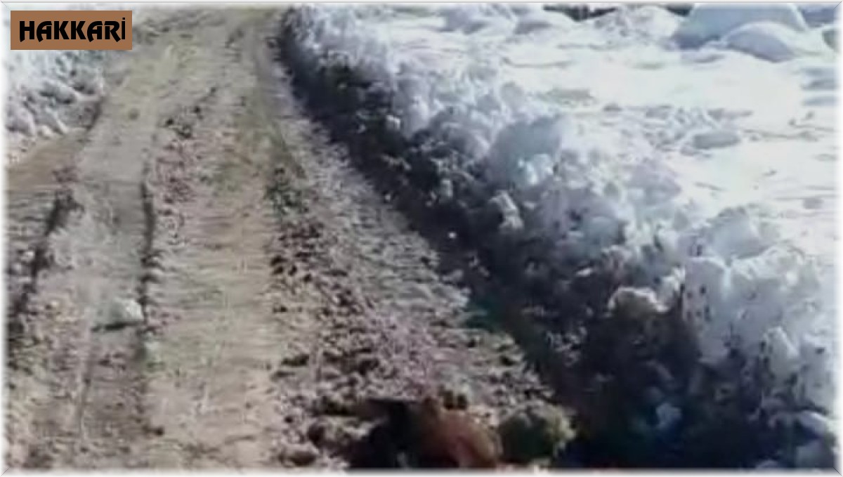 Irak sınırındaki sahipsiz at dondu