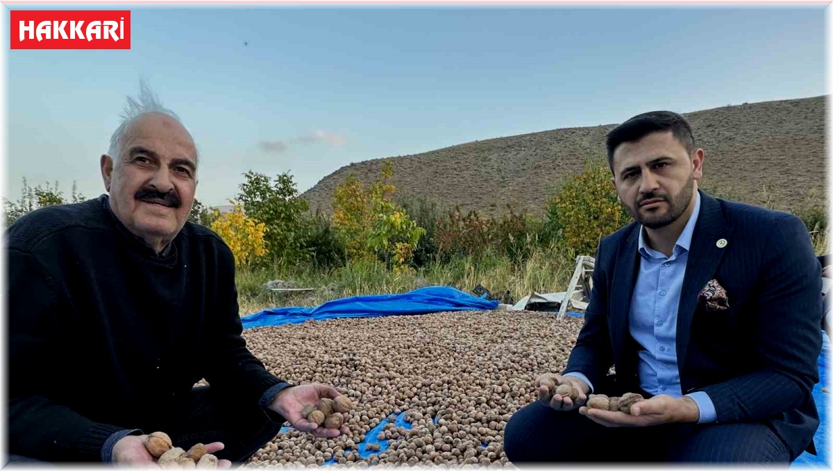 İran sınırında ceviz hasadı