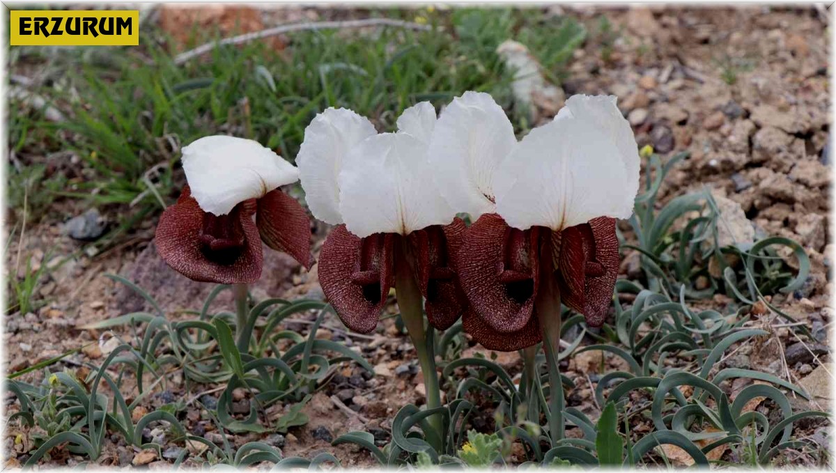 Iris Iberica çiçekleri göz kamaştırıyor