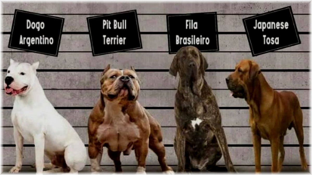 Irk köpek besleyenlere kısırlaştırma ve kayıt zorunluluğu