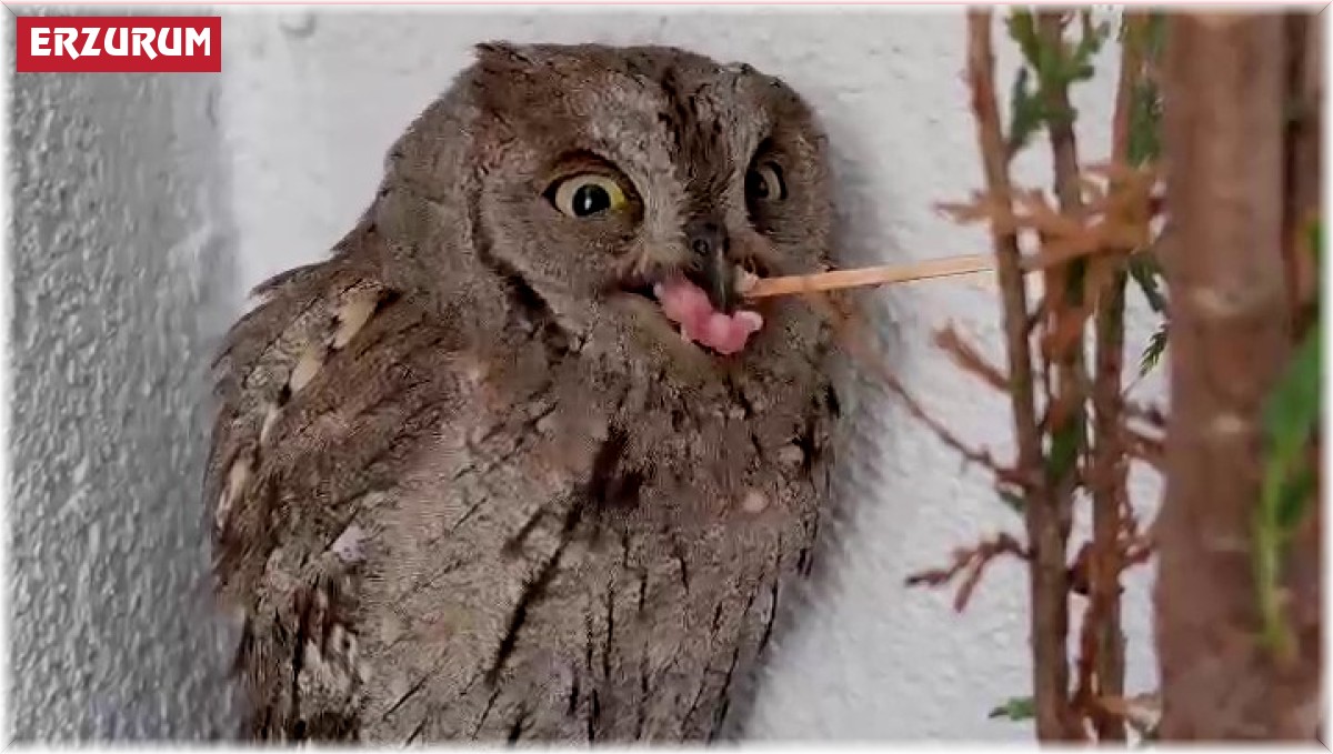 İshak kuşu doğaya bırakıldı