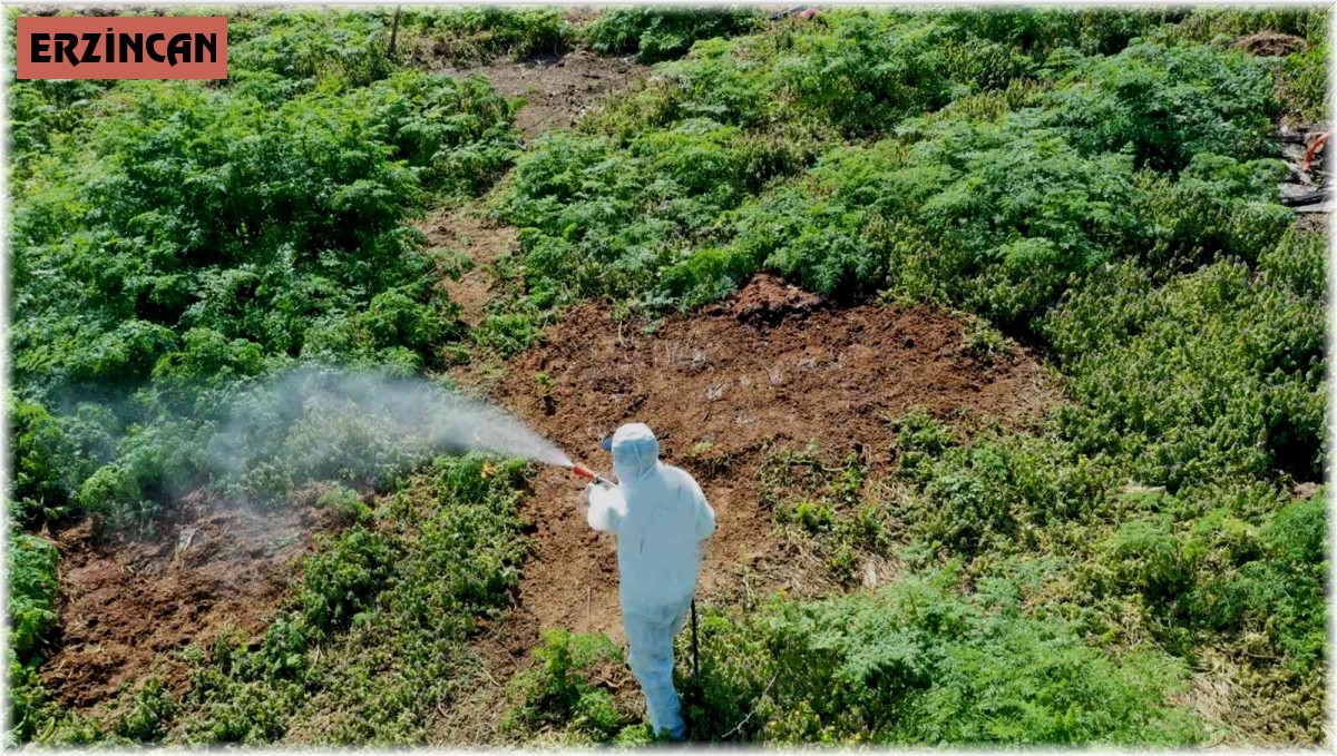 Isınan havalarda çıkan haşerelere karşı uzmanı uyardı