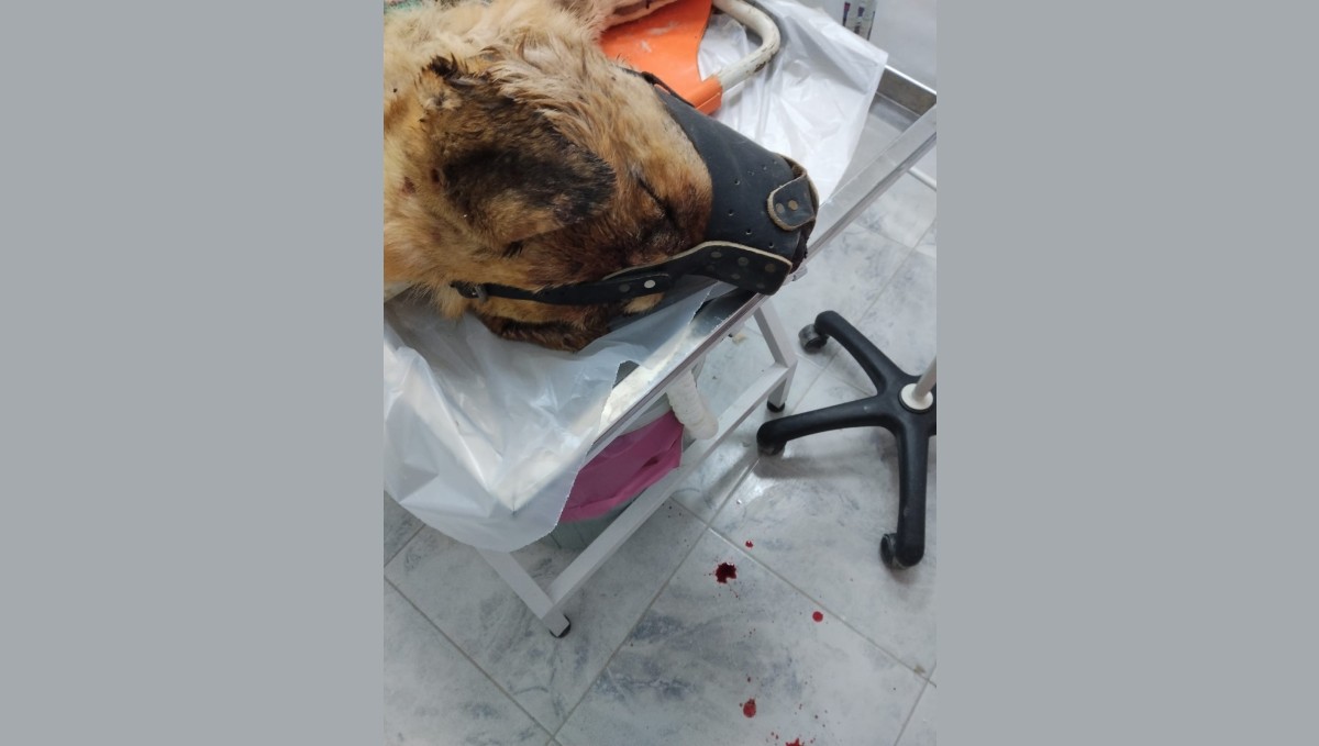 Isırdığını iddia ettiği köpeği silahla vurdu, sahipleri şikayetçi oldu