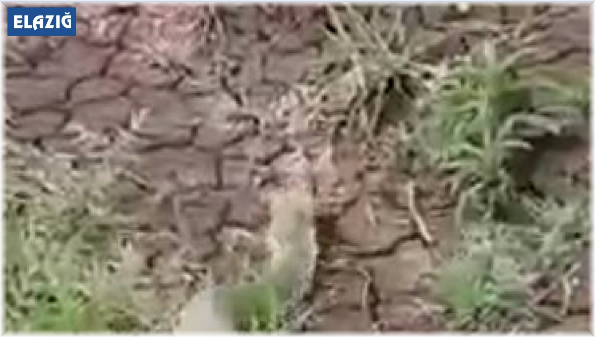 Isırığı bir insanı öldürmeye yeten koca engerek yılanı görüntülendi